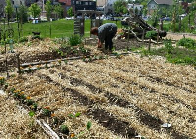 Garden Preparation & Planting