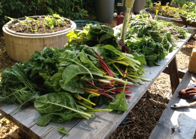 Harvested garden plants on picnic table