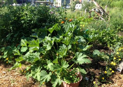 Plants Growing in Farm-acy Garden