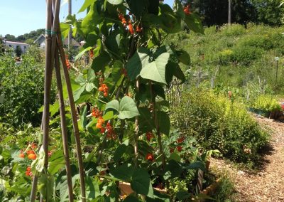 Tall plants on trellis in garden